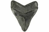 Bargain, Fossil Megalodon Tooth - South Carolina #168223-2